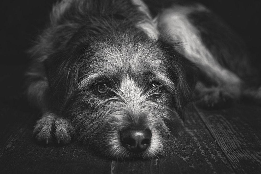 Photograph by Антон Тимошевский