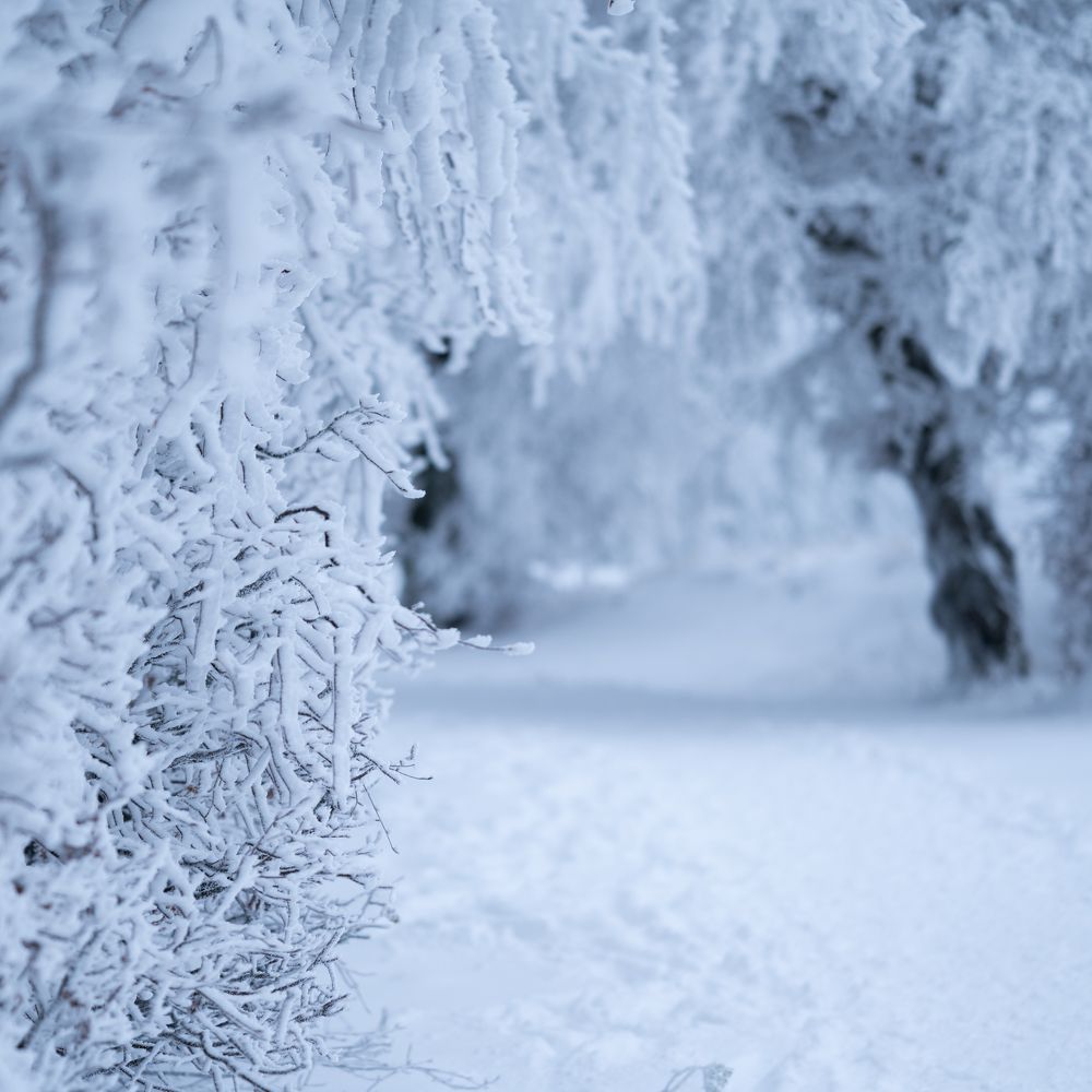 Photograph by Sviatlana