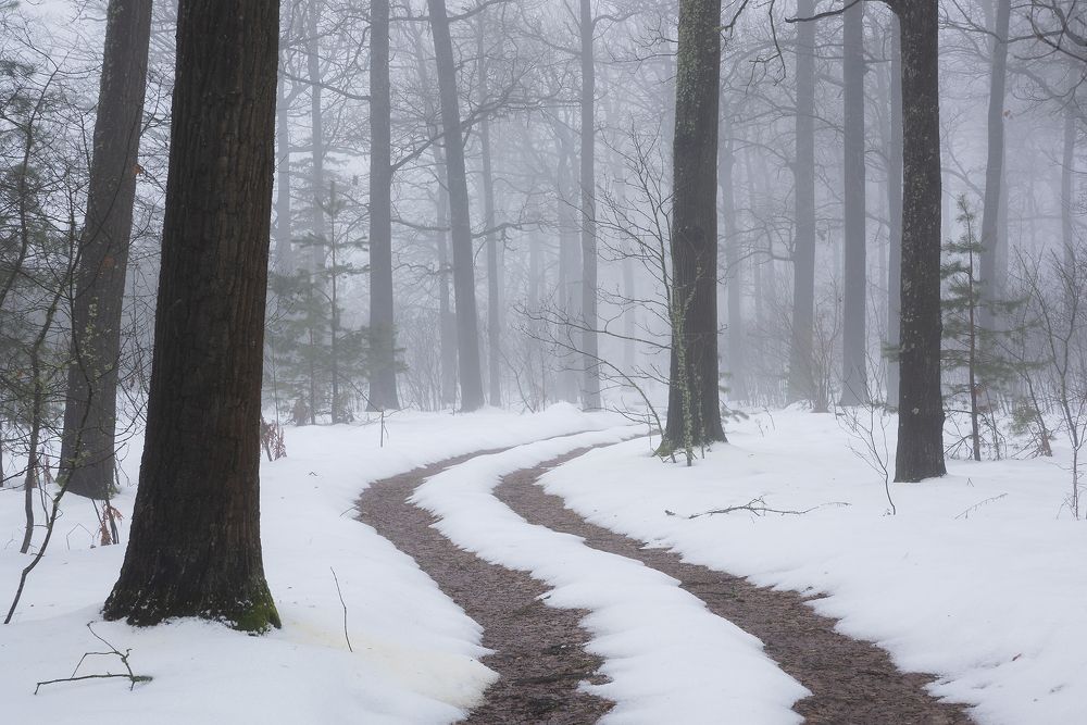 Туманный лес декабря