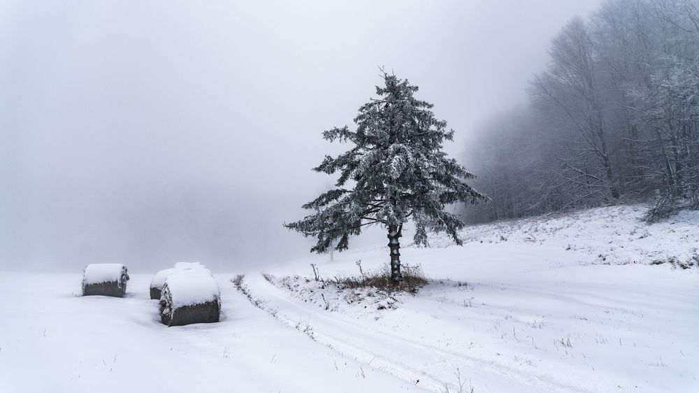 Фотография автора Török Balázs