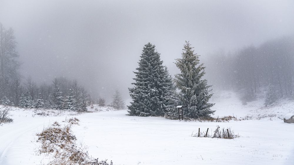 Фотография автора Török Balázs