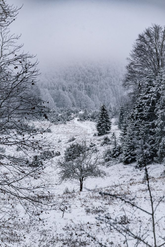 Фотография автора Török Balázs