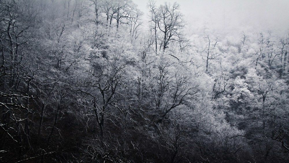 Snow forest