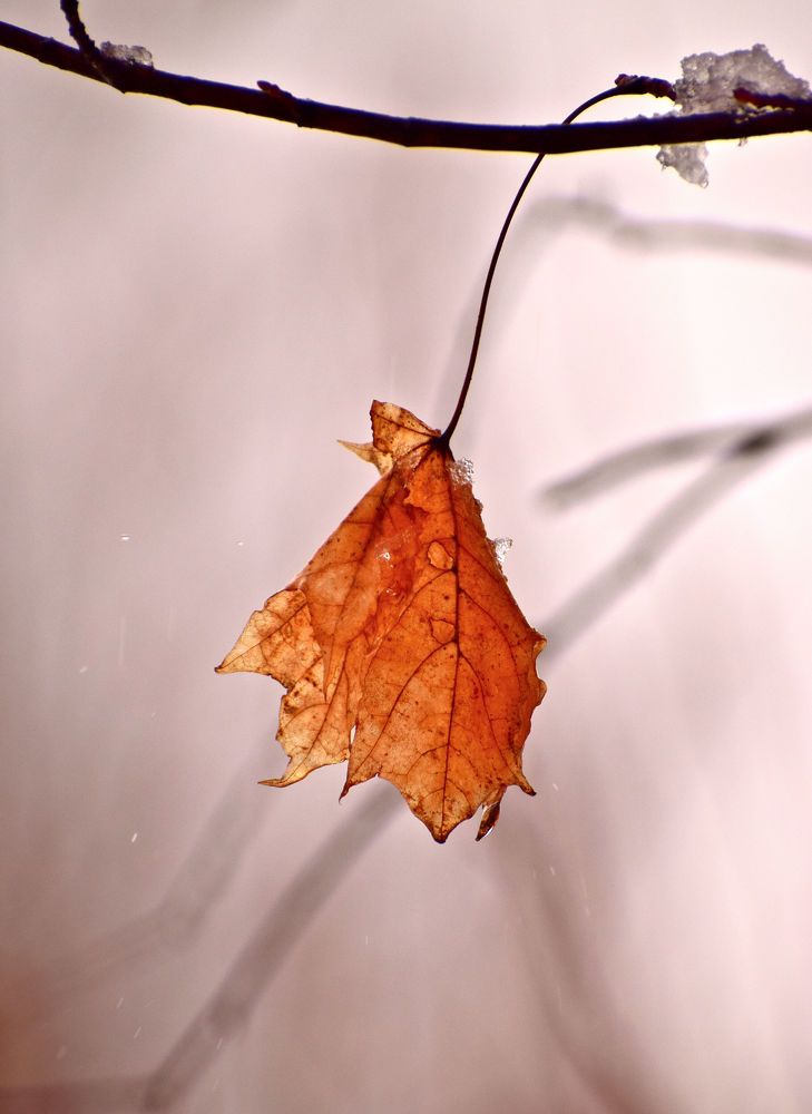Photograph by Александр Шувалов