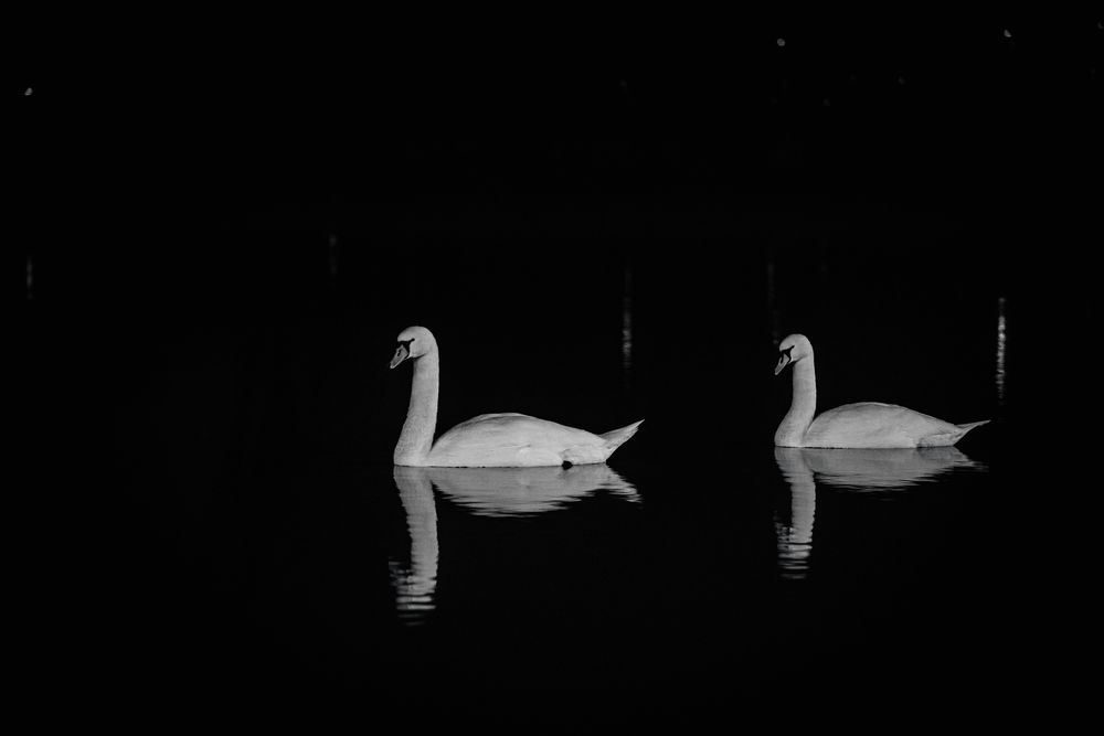 Swans in the night