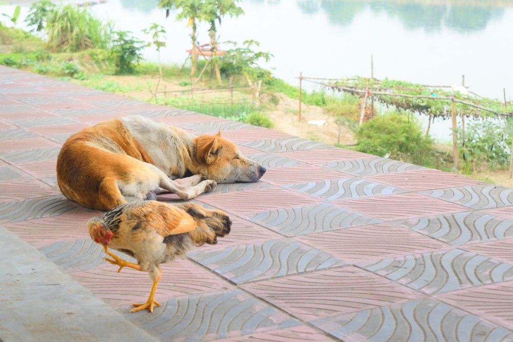 Ssshhh..... Don't Disturb.