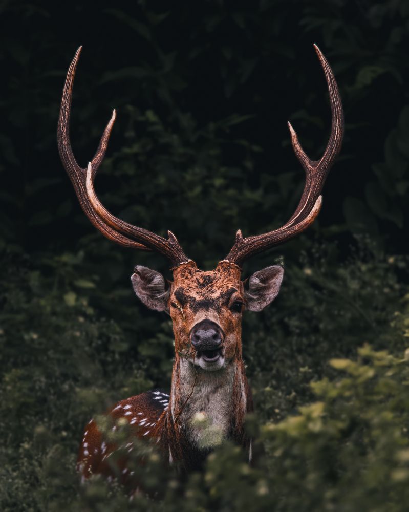 Photograph by Nyonika Rawal