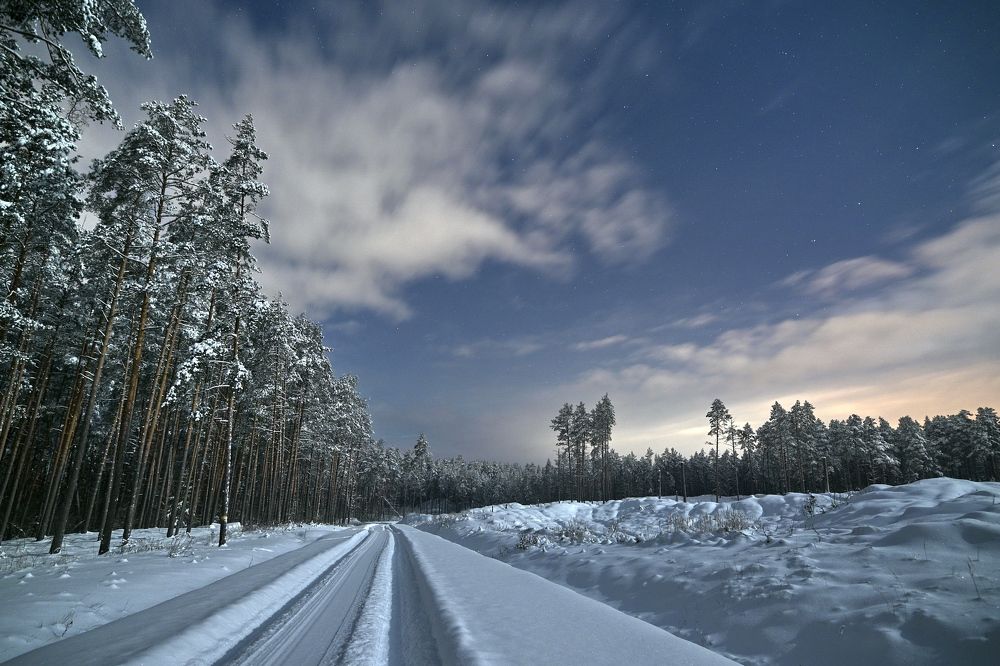 Winter forest 12.2023