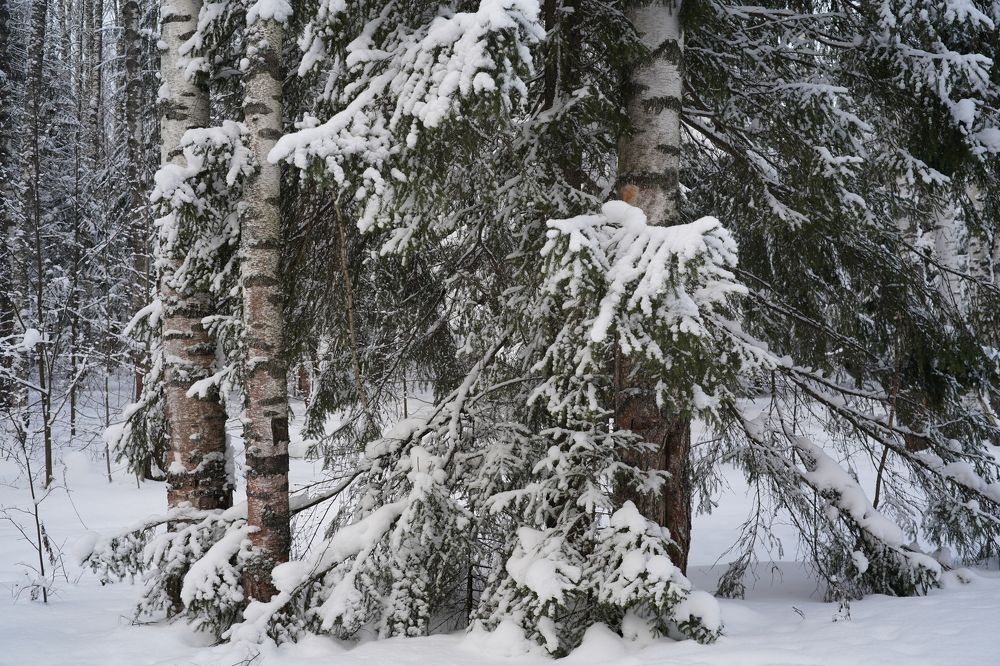 Photograph by Измаил Ефимов