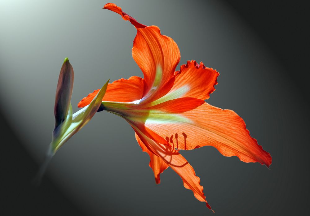 Photograph by Олег Зевиг