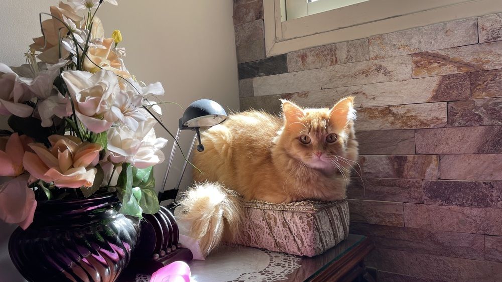 Фотография автора Hala Ali