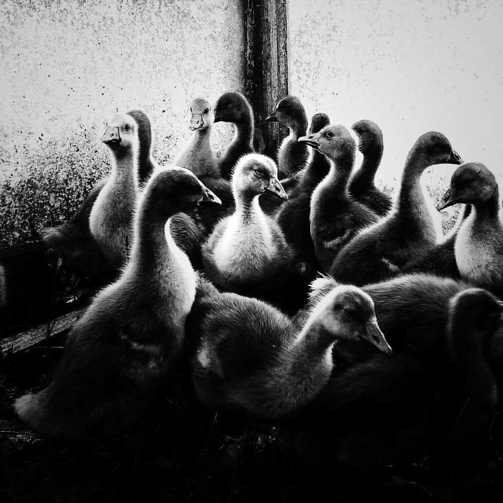 Photograph by Наталья Диденко