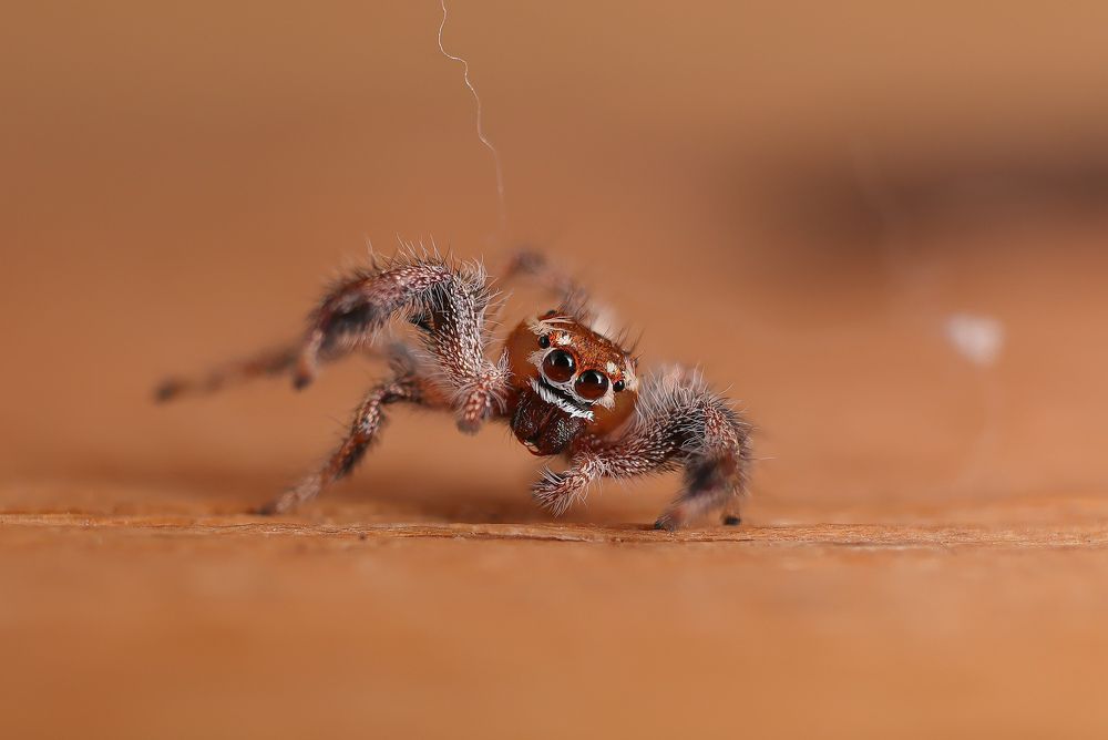 jumping spider