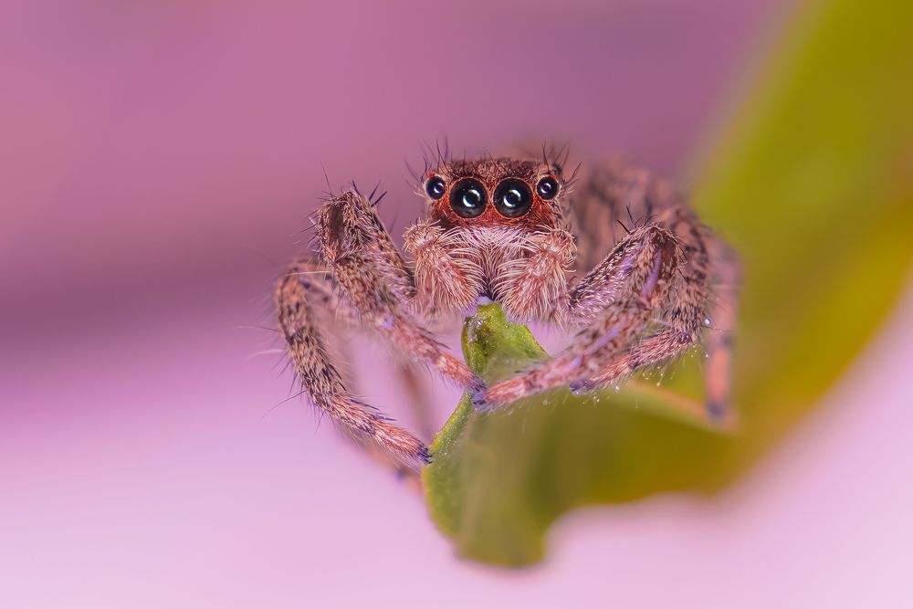 jumping spider