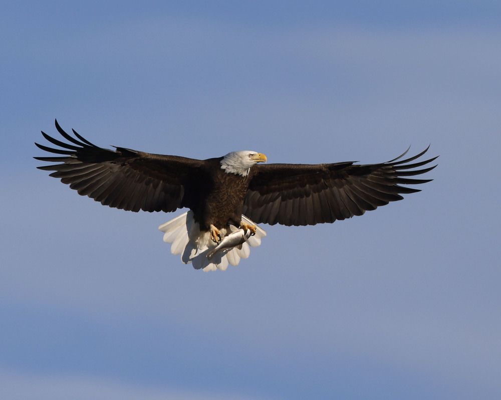 Фотография автора Mark Cavanah