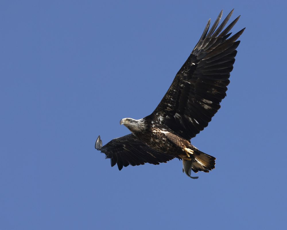 Фотография автора Mark Cavanah