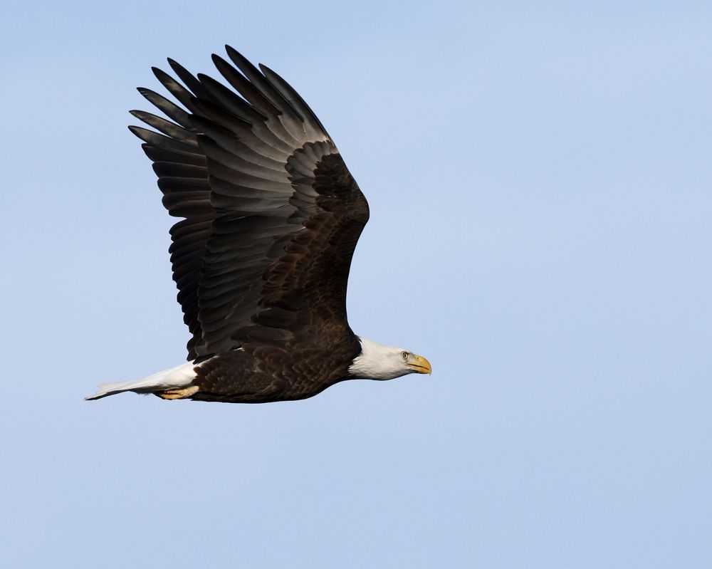 Фотография автора Mark Cavanah