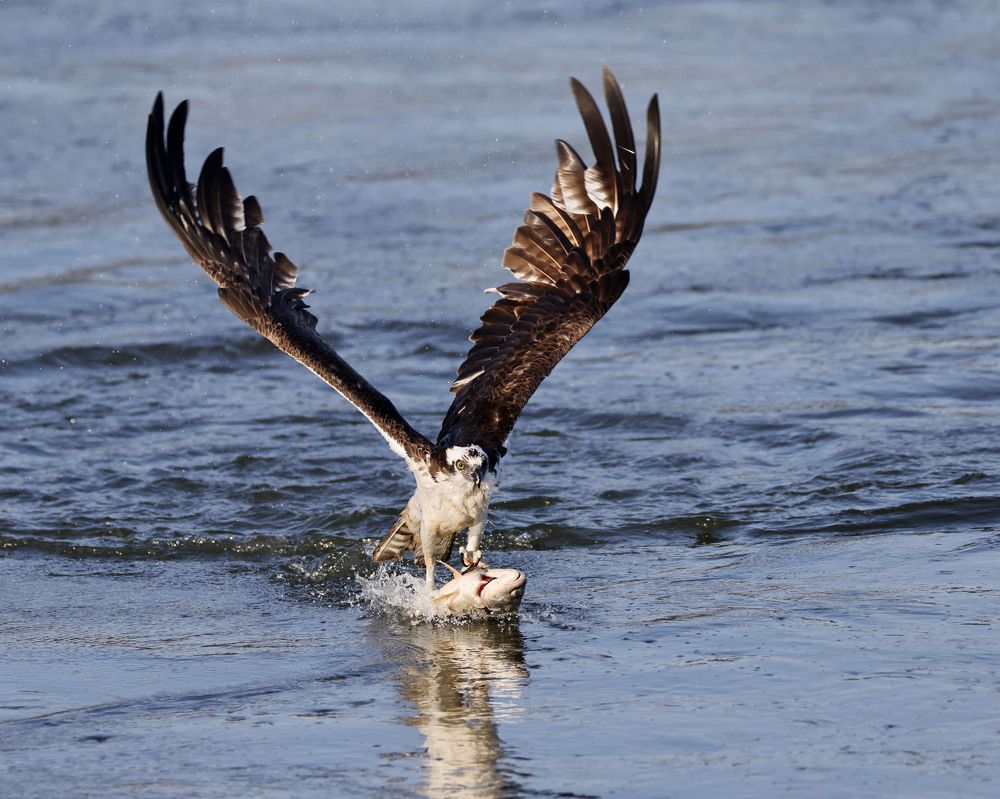 Фотография автора Mark Cavanah