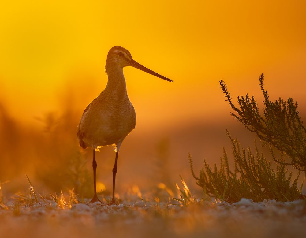 Photograph by Nipuna Madusanka