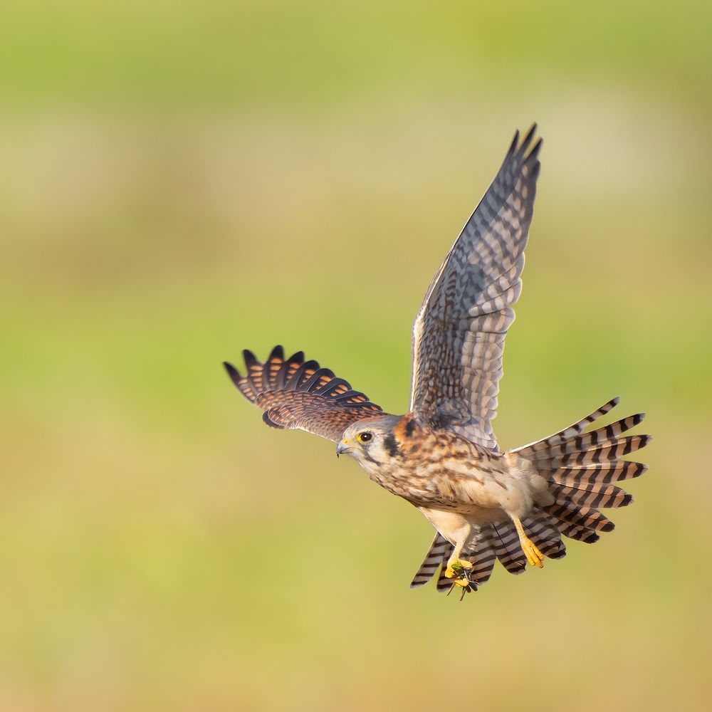 Photograph by Nipuna Madusanka