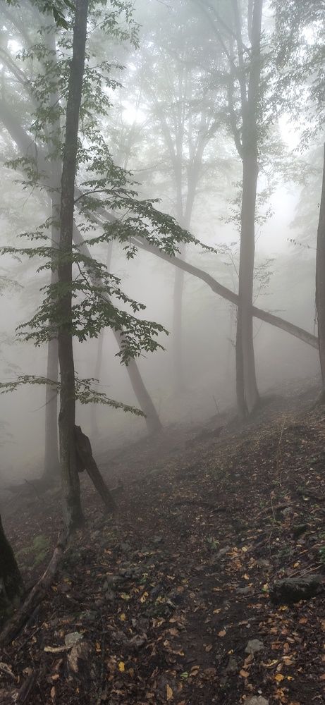 Photograph by Seyed-Sajad Hamedheydari