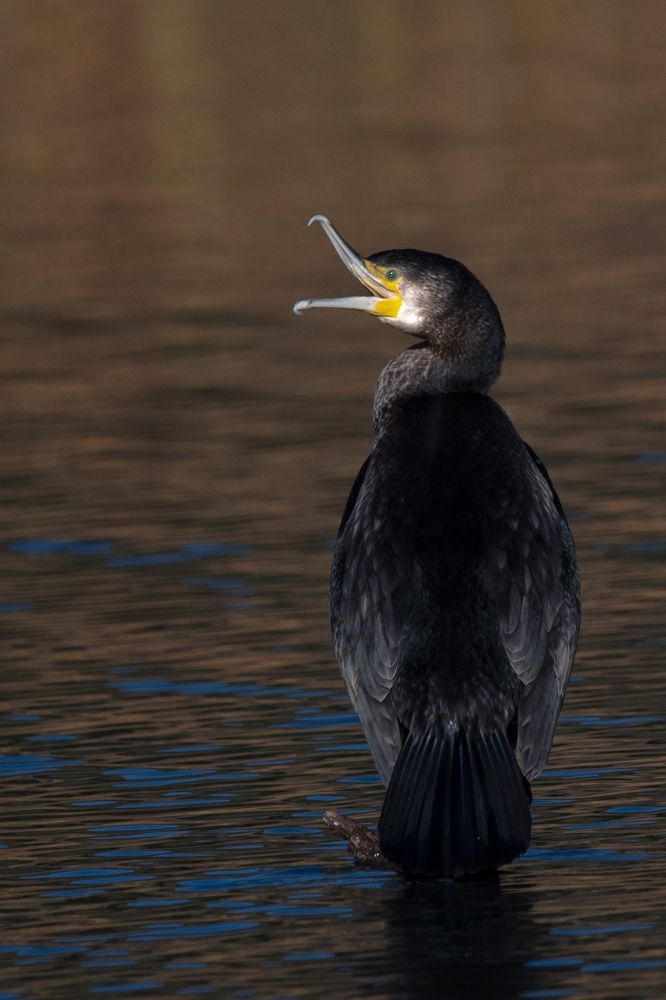 Photograph by bilal bilal