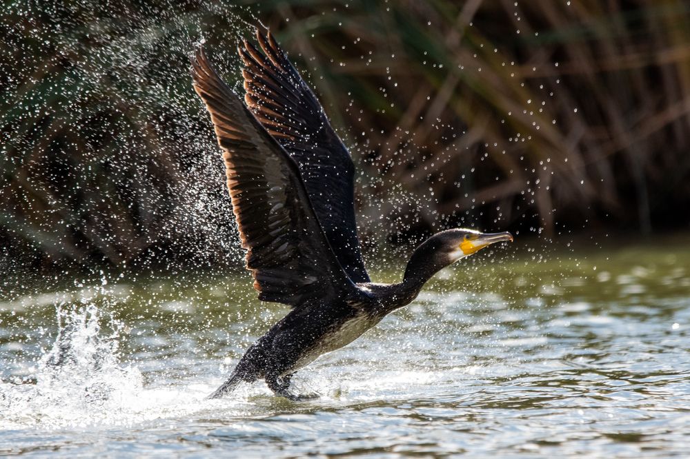 Photograph by bilal bilal