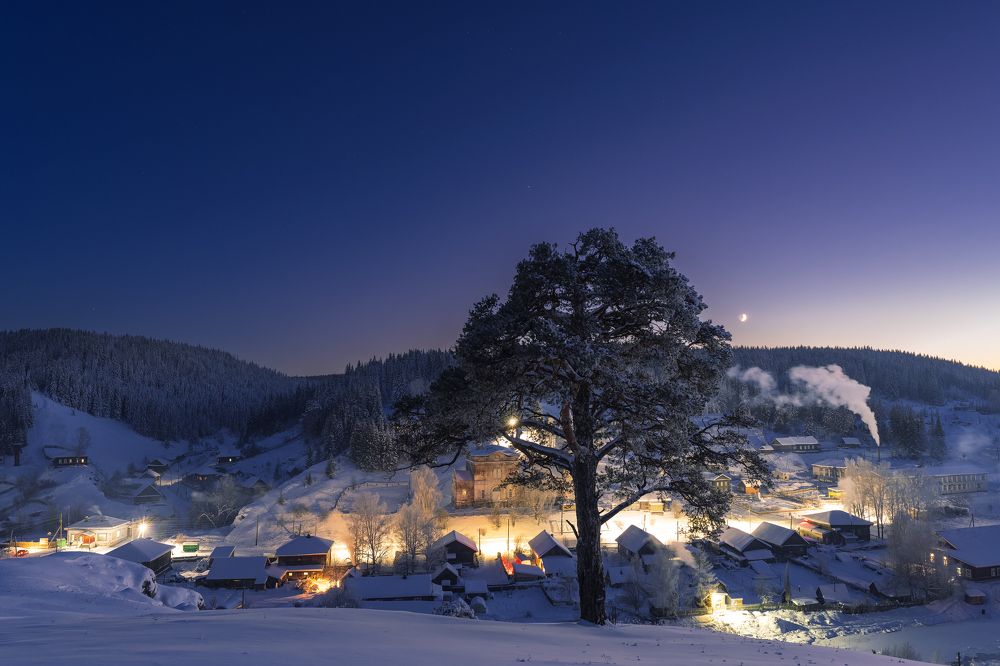 Морозное дерево