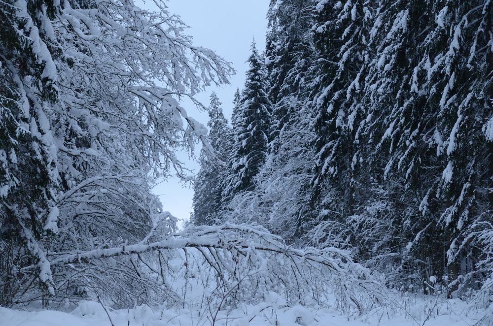 Фотография автора YURY RAMITSAN