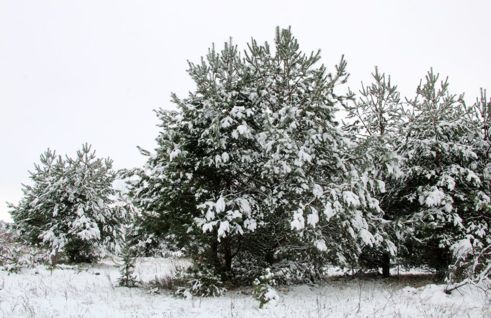 молодой лес