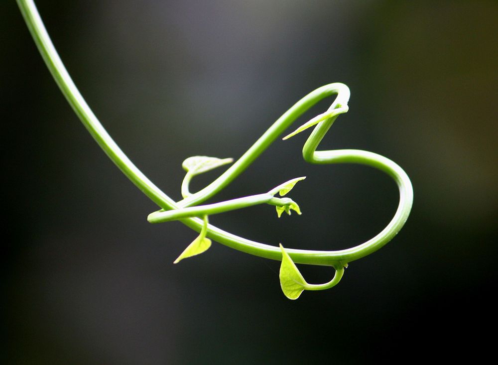 Photograph by subhash purohit