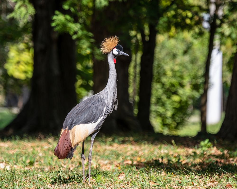 Важная походка