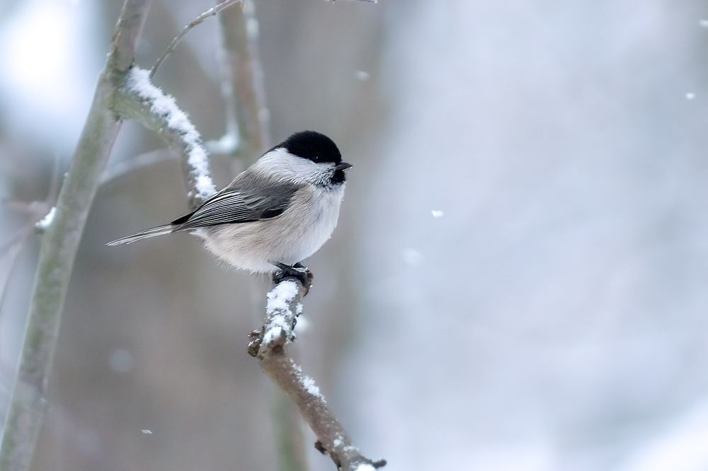 Photograph by Александр Соловьев