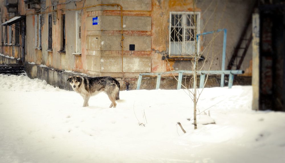 Собачье сердце