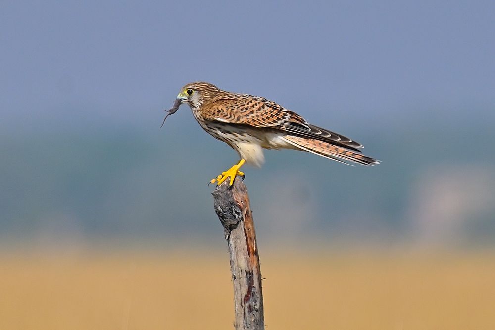 Photograph by Vijay Singh Chandel