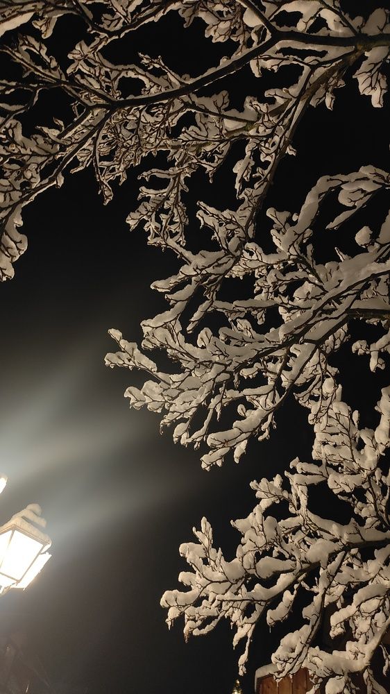 Ветки в снегу