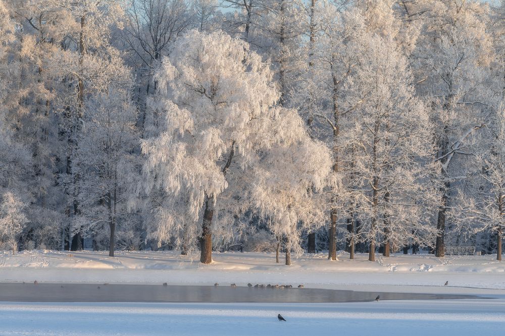 Фотография автора Александр Пашеничев