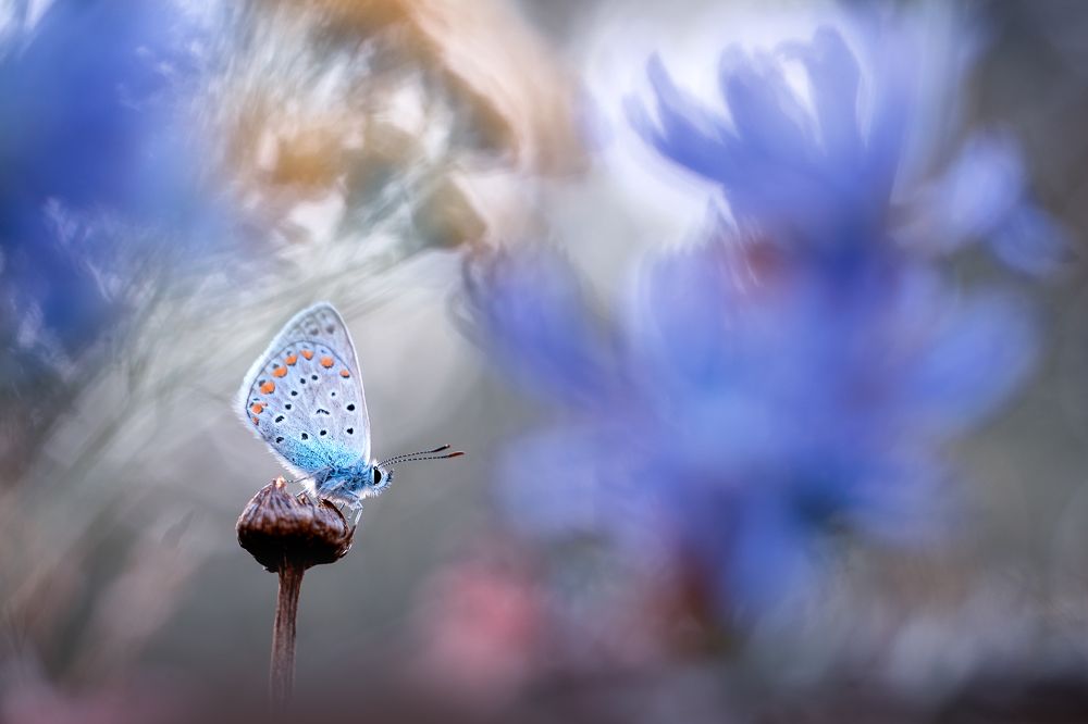 Photograph by Кузнецов Дмитрий