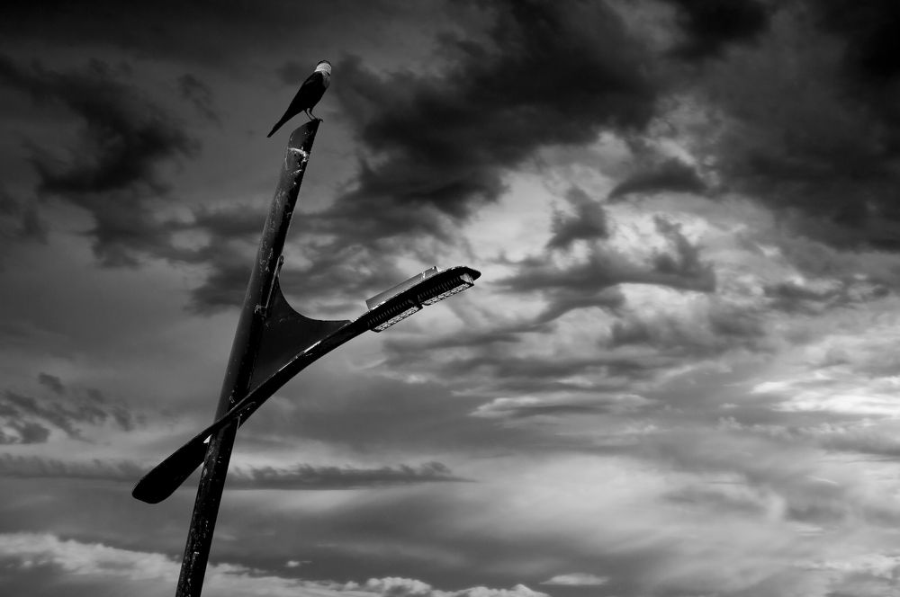 Фотография автора Elshafei Salih