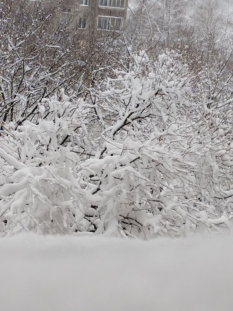 Photo #10014545