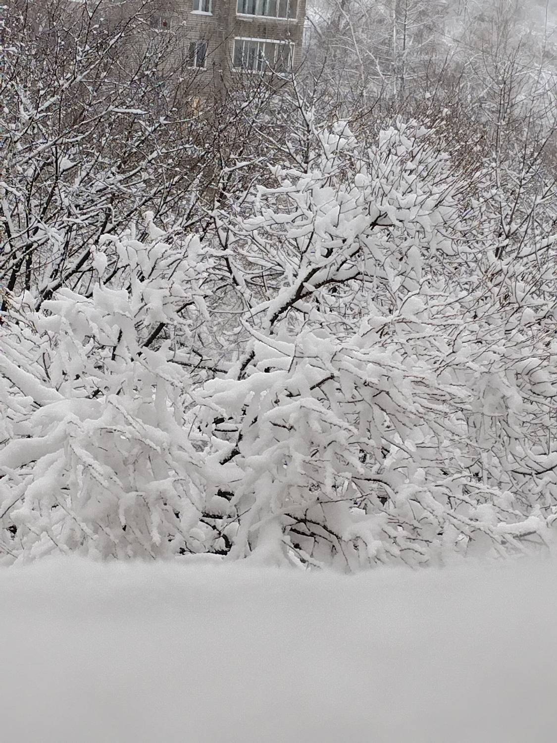 Photo #10014545