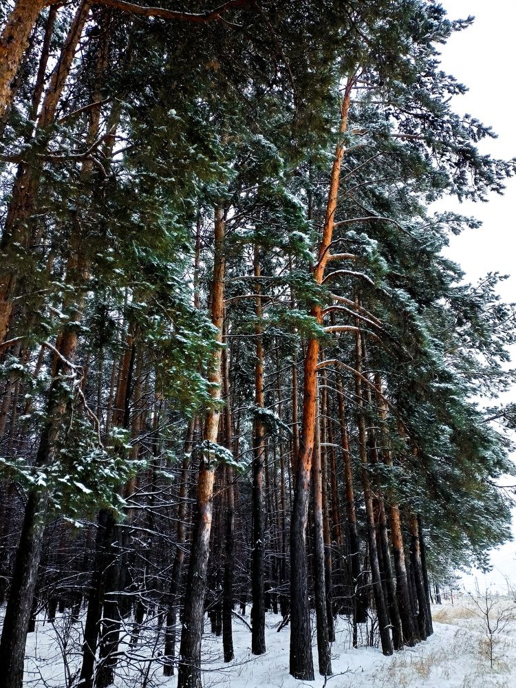 Photograph by Эльмира Гайнутдинова