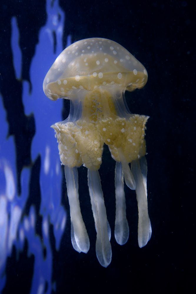 Фотография автора Ichinoseki Sayaka