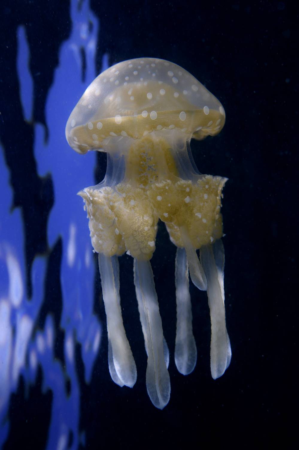 Фотография #10014788