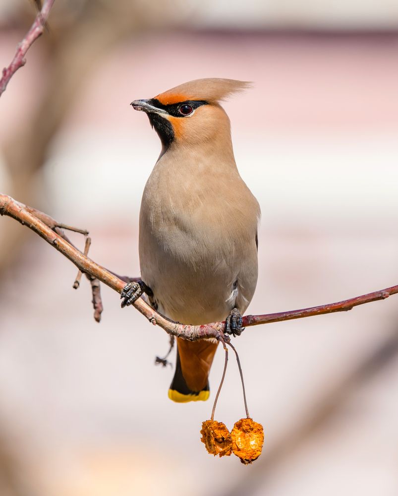 Photograph by Сергей Лапин