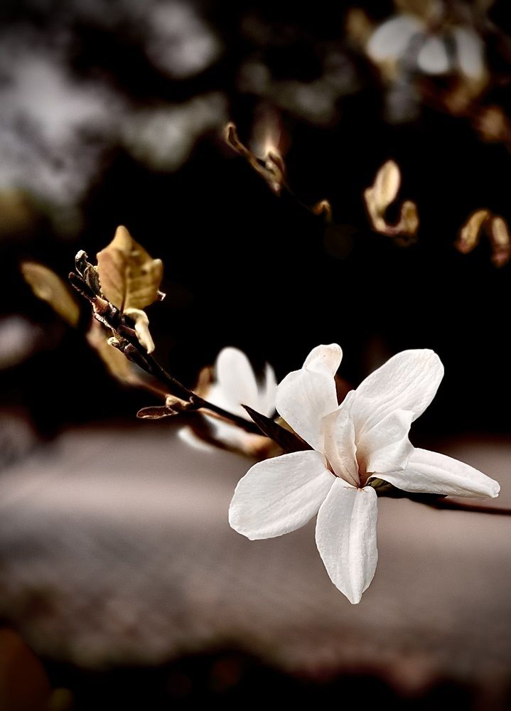 Blooming before death