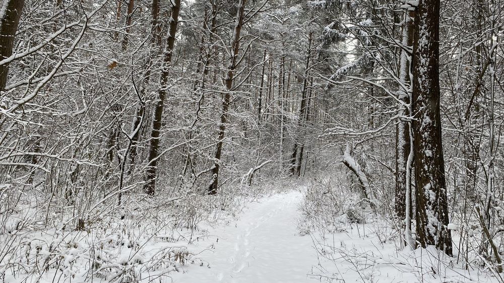 Photograph by Татьяна Русак (сыч)