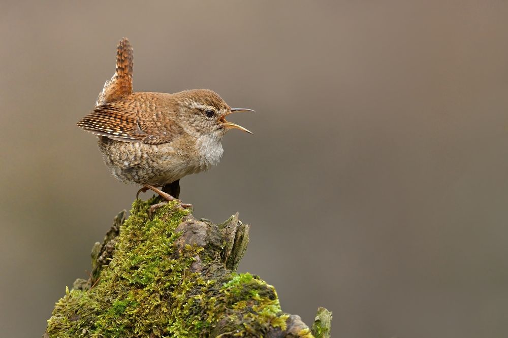 Wren