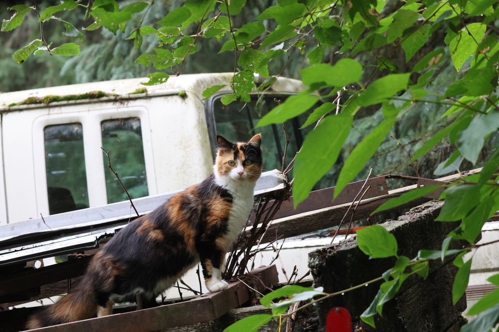 Фотография автора Elliot