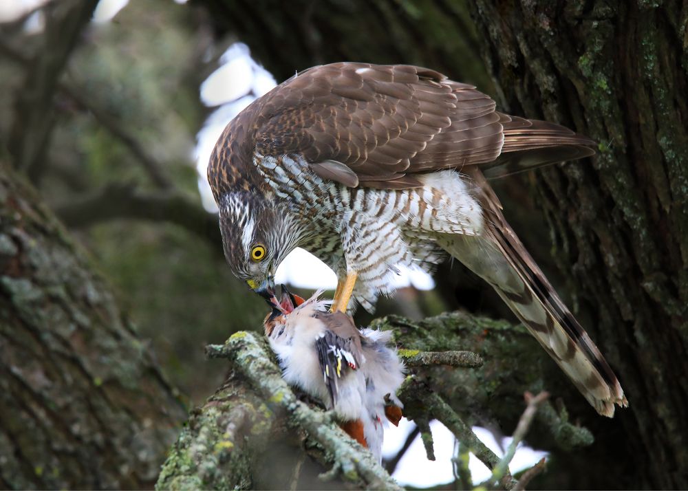 УДАЧНАЯ ОХОТА ЯСТРЕБА.